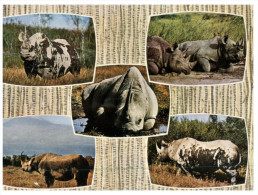 (246) African Rhinoceros - Rinoceronte