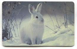 Delcampe - RABBIT KANINCHEN - Phonecards Telecartes Telefonkarten - Lapins
