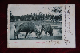 CEYLON - COLOMBO - Buffaloes, Voir Affranchissement. - Sri Lanka (Ceylon)