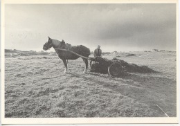 Cleder (29) 1984 épandage De Goemon Sur La Dune Pour Le Séchage (photo C. Le Gall N°4 Neuve) Métiers Traditions - Cléder