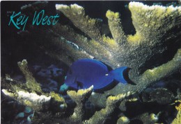 Blue Tang, Reef, Florida Keys,, Florida - FK Gifts & Souvenirs 28151452 Unused - Key West & The Keys