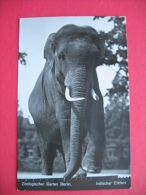 Zoologischer Garten Berlin.Indischer Elefant - Dierentuin