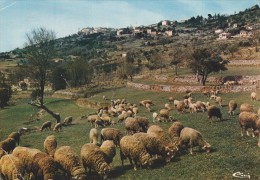 MONTAUROUX VUE GENERALE ET MOUTONS AU PATURAGE - Montauroux