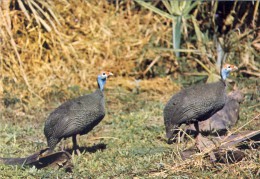 MOÇAMBIQUE,  GORONGOSA, Galinha Da Mata, 2 Scans - Mozambique