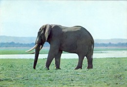 MOÇAMBIQUE, GORONGOSA, Elefante,  2 Scans - Mozambique