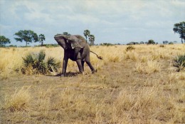 MOÇAMBIQUE, GORONGOSA, Elefante,  2 Scans - Mozambique