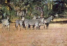 MOÇAMBIQUE, GORONGOSA, Zebras,  2 Scans - Mozambique
