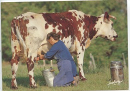 Le Temps Qui Passe (photo J. Guillard) Feeling - Femme Traite D´une Vache (normande) à La Main Broc à Lait - Paesani