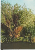 Romania - Delta Dunarii - Tree Plants Arbre - Árboles