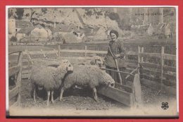 FOLKLORE -- SCENE Du CENTRE --  N° 571 - Moutons Au Parc - Other & Unclassified