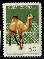 (cl.11 - P.27) Cuba ** N° 781 (ref. Michel Au Dos) - Dromadaire - - Unused Stamps