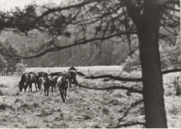 Feldberger Seenlandschaft Koldenhof - S/w Schulungheim - Feldberg