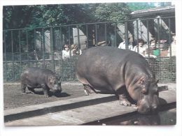 Hippo  / Hippopotame / Polish Postcard - Hippopotames