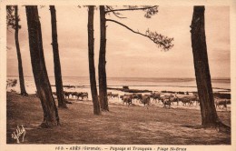 33 Ares Paysage Et Troupeau De Vaches Plage St  Brice - Arès