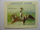 IMAGE CHROMO CHOCOLAT KLAUS - N°8 - PLONGEONS LUMME - 9cm X 7cm - OISEAU BIRD BIRDS - Altri & Non Classificati