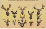 San Antonio Texas, Buckhorn Curio Museum, Freak Horns Deer Trophies C1940s Vintage Curteich Linen Postcard - San Antonio