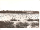 VILLARS LES DOMBES   Reserve Departemantale De La Dombes ,canards Hivernant Sur Le " Petit Turlet " - Villars-les-Dombes