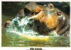 Mnt499 Animals Animaux Wild Hippopotamus - Ippopotami