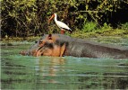 Mnt500 Animals Animaux Hippopotamus Bird Yellow Billed Stork Friends Amis African Wild Life - Nijlpaarden