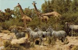 Mnt524 Animals Animaux Zebra Zebre Giraffe Africa Veldt Steppe Nature Wild - Zebras