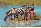 Mnt525 Animals Animaux Zebra Zebre Africa Afrique Grant Cub Wild Nature - Zèbres