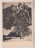 Arbres - Un Arbre Sous La Neige - Editeur: Belfrance N° 5018 - Trees