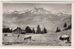 Delcampe - Leysin (Vaud) Un Paysage Avec Les Dents Du Midi  (pk28785) - Leysin