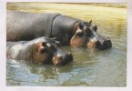 CPM HIPPOPOTAMES A PLAISANCE DU TOUCH - Nijlpaarden