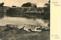 SOMALIA ITALIANA. IMPRESSIONANTE COCCODRILLO SUL FIUME GIUBA. CARTOLINA NON VIAGGIATA 1937 - Somalie