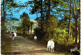 Cunlhat Route De Saint Eloy - Un Coin Pittoresque - Vache - Chèvre - Cunlhat