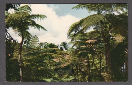 LA GUADALOUPE CAPESTERRE FLORE TROPICALE FOUGERES ARBORESCENTES FP NV SEE 2 SCANS - Basse Terre