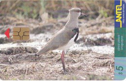 Uruguay TC 079a, Tero, Bird, 2 Scans. - Uruguay