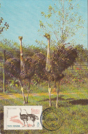 35093- OSTRICH, BIRDS, MAXIMUM CARD, 1969, ROMANIA - Autruches