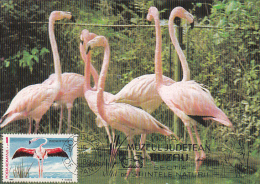 35143- AMERICAN FLAMINGOS, BIRDS, MAXIMUM CARD, 1989, ROMANIA - Fenicotteri