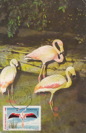 35144- AMERICAN FLAMINGOS, BIRDS, MAXIMUM CARD, 1987, ROMANIA - Flamingos