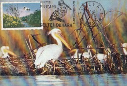 35145- PELICANS, BIRDS, MAXIMUM CARD, 1985, ROMANIA - Pélicans