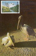 35147- PELICANS, BIRDS, MAXIMUM CARD, 1986, ROMANIA - Pélicans