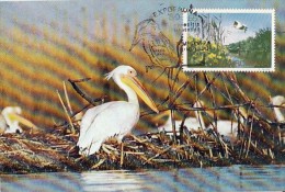 35148- PELICANS, BIRDS, MAXIMUM CARD, 1980, ROMANIA - Pélicans