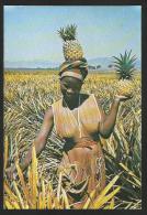 SWAZILAND Pineapple Picker In The Malkerns Valley - Swasiland