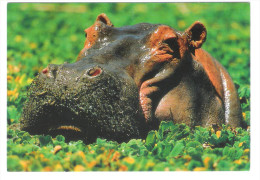 Germany - DJH Card - Flusspferd - Nilpferd - Hippopotamus - Hippo - Hippopotame - Animal - Hippopotames