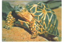 Germany - DJH Card - Sternschildkröte - Schildkroete - Turle - Tortue - Animal - Turtles