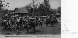 LAOS  ( ASIE - Indochine - Viet-Nam -CHINE)  : Caravane De Ravitaillement Par Boeufs-porteurs, Au Laos - Laos