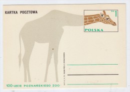 Poland 100TH ANNIVERSARY OF ZOO GIRAFFE POSTCARD - Giraffes