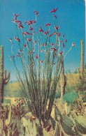 Ocotilla In Bloom In Arizona 1955 - Cactus