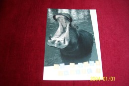 CARTE THEME   HIPPOTAMES - Hippopotamuses