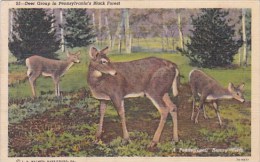 Deer Group In Pennsylvania's Black Forest Harrisburg Pennsylvania - Harrisburg