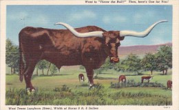 Want To Throw The Bull Then Here's One For You West Texas Longhorn ( Steer ) Width Of Horns 9Feet 6Inches Amarillo Texas - Amarillo