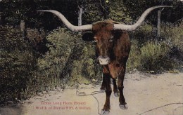 Texas Long Horn ( Steer ) Width Of Horns 9 Feet 6 Inches San Antonio Texas - San Antonio