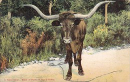 A Texas Steer Width Of Horns 9 Feet 6 Inches San Antonio Texas - San Antonio