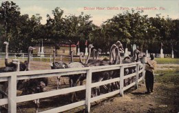 Dinner Hour Ostrich Farm Jacksonville Florida 1914 - Jacksonville